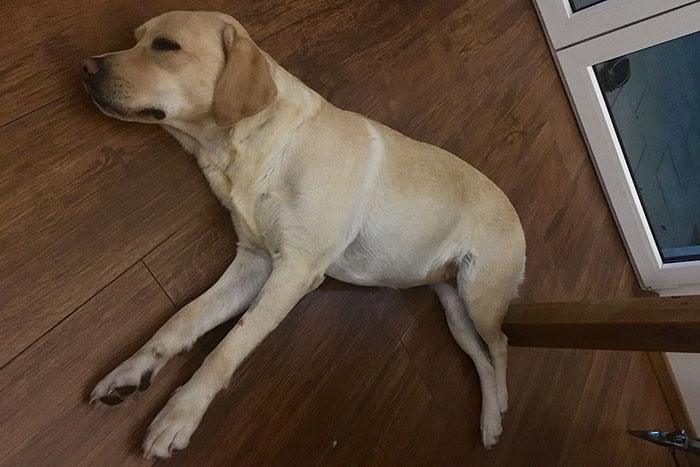 Labradorka Luna
