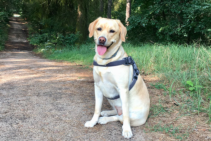Labradorka Luna