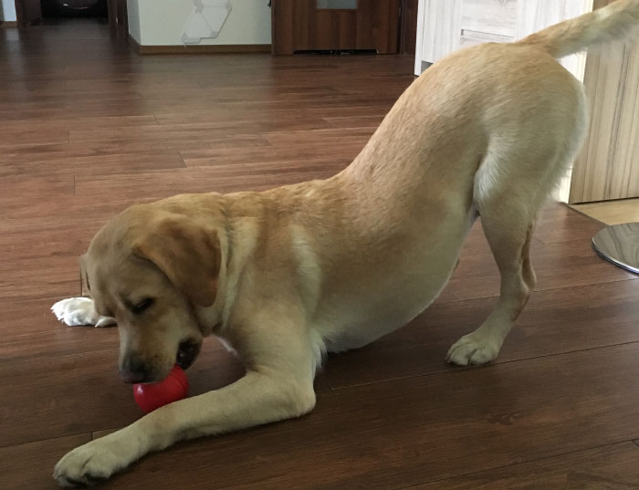 Labradorka Luna