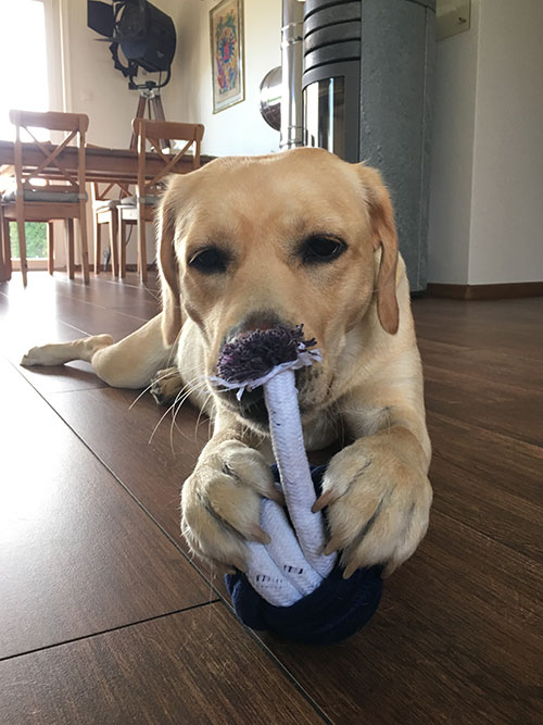 Labradorka Luna