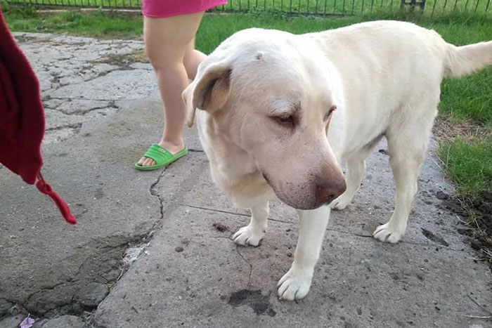 Dwa psy i kot szukają domu