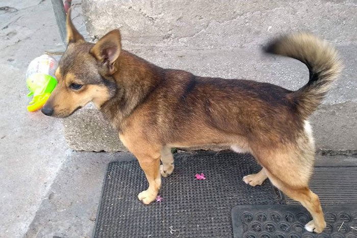 Dwa psy i kot szukają domu