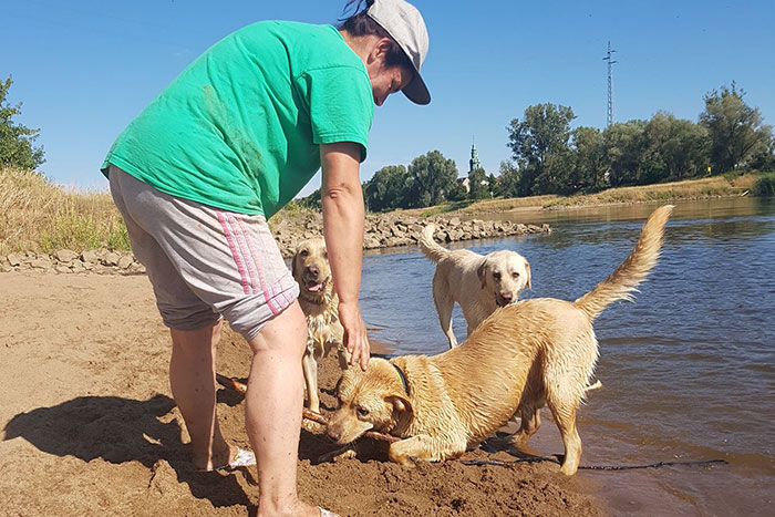 Labrador Milo