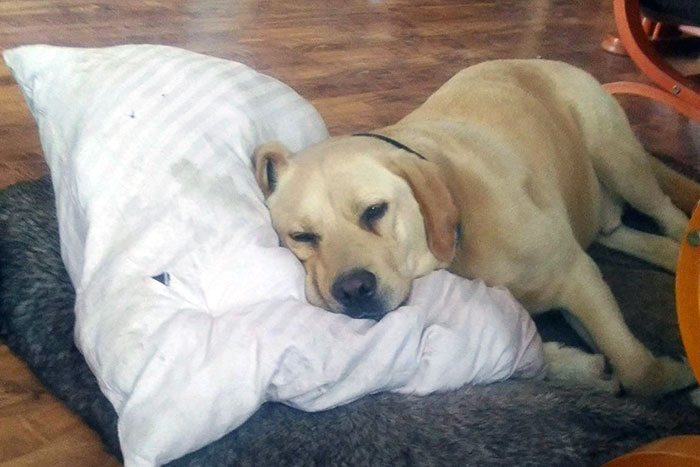 Labrador Milo