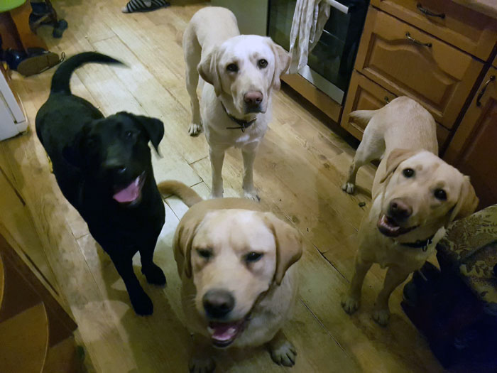 Labrador Milo
