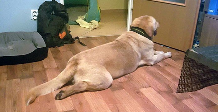 Labrador Milo