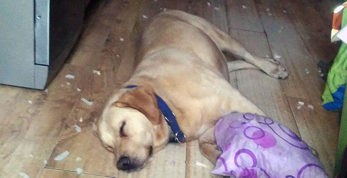 Labrador Milo