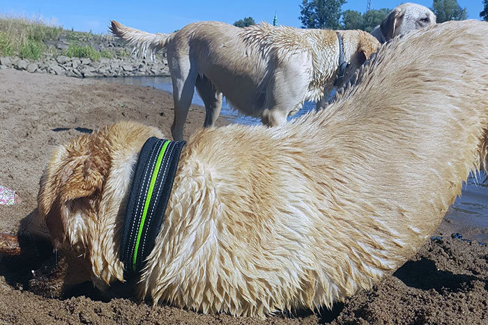 Labrador Milo