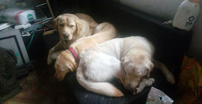 Labrador Milo