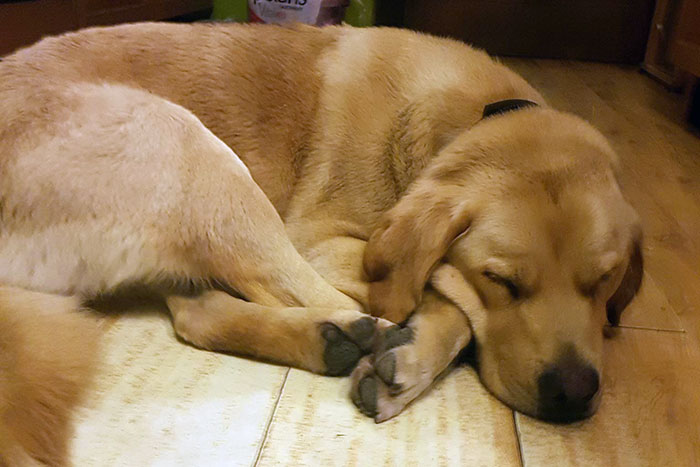 Labrador Milo