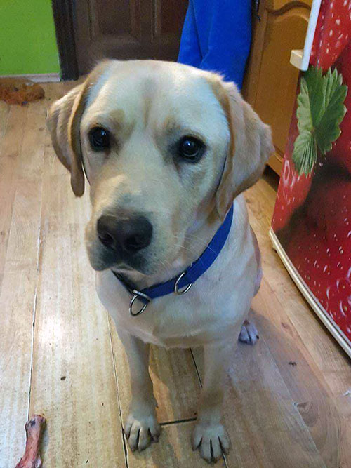 Labrador Milo