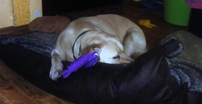 Labrador Milo