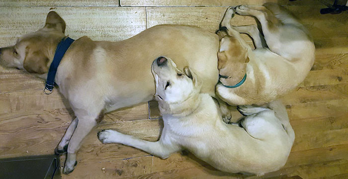 Labrador Milo