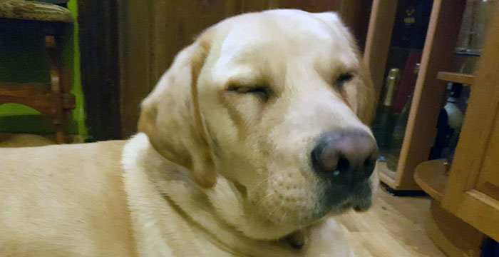Labrador Milo