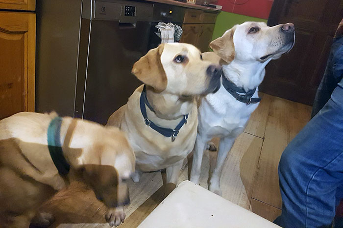 Labrador Milo