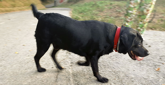 Misiu, niewidomy labrador