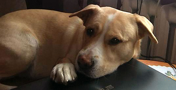 Misza do adopcji