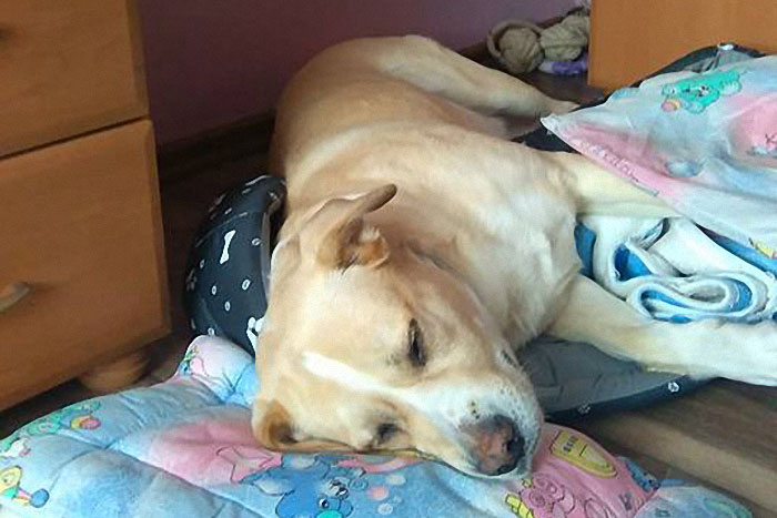 Misza do adopcji
