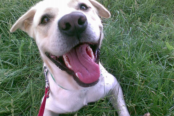 Misza do adopcji