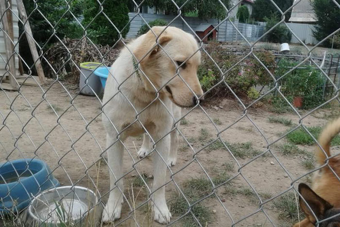 Znaleziona labradorka