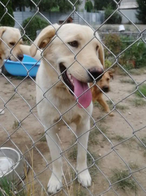 Znaleziona labradorka