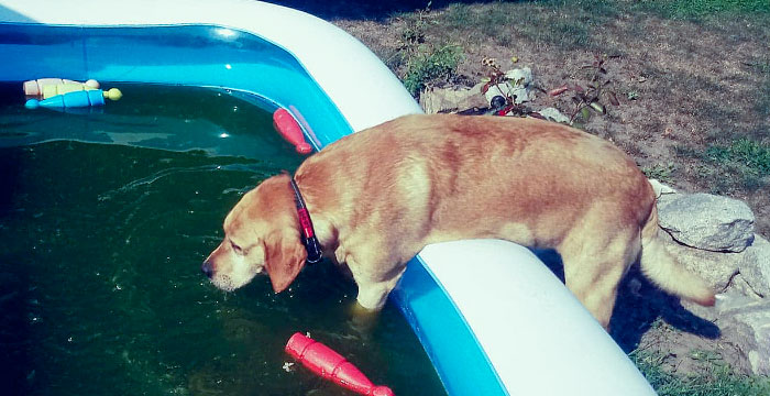 Labrador Ruffi