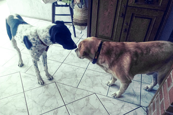 Labrador Ruffi
