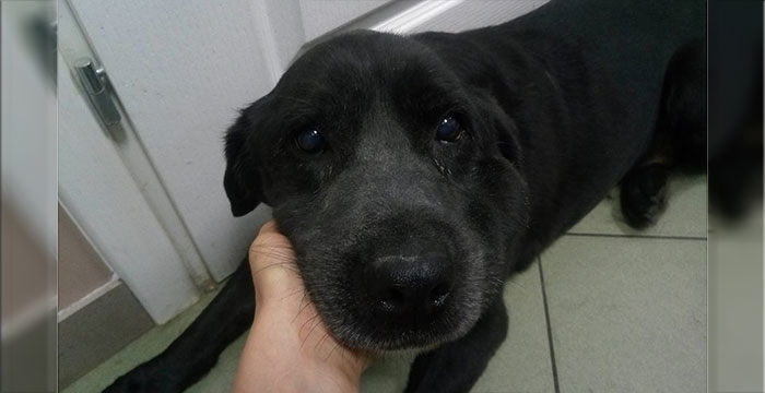 Sisi, labradorka w potrzebie