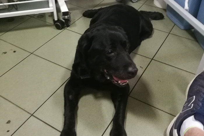 Sisi, labradorka w potrzebie
