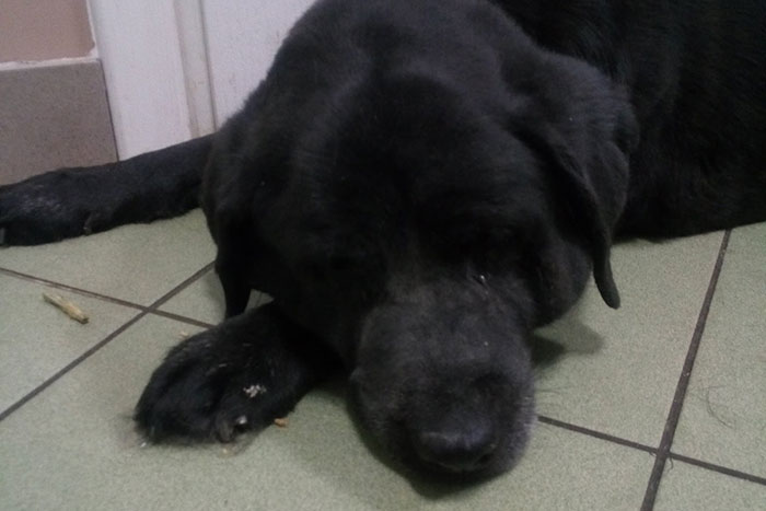Sisi, labradorka w potrzebie