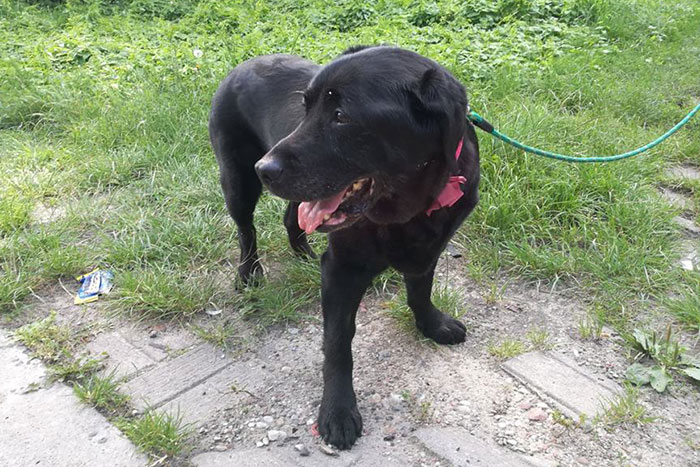 Sisi, labradorka w potrzebie