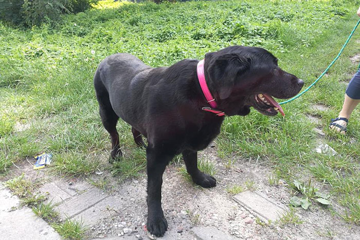 Sisi, labradorka w potrzebie