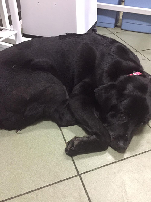 Sisi, labradorka w potrzebie