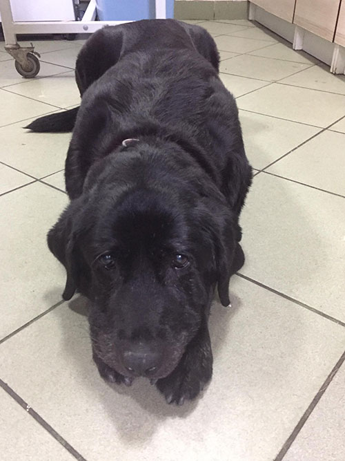 Sisi, labradorka w potrzebie