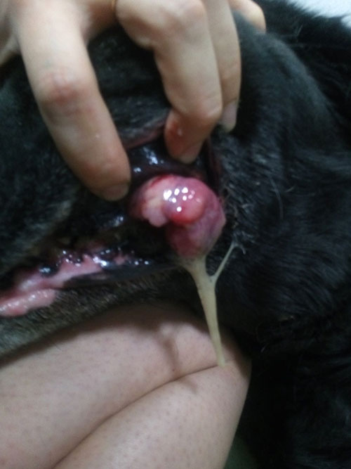 Sisi, labradorka w potrzebie