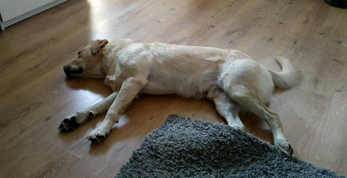Labrador Sony