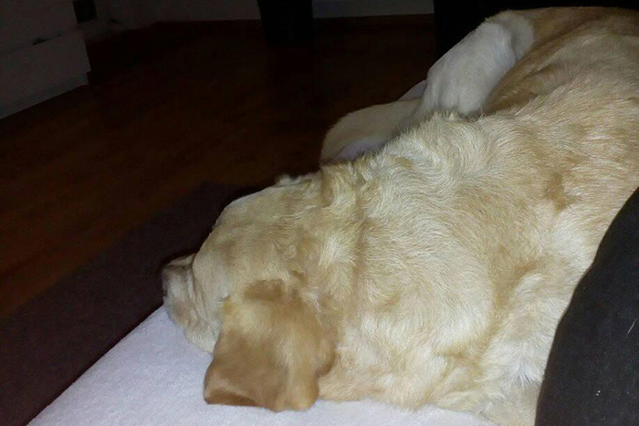 Labrador Sony