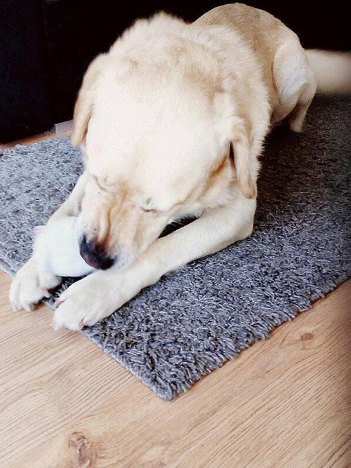 Labrador Sony
