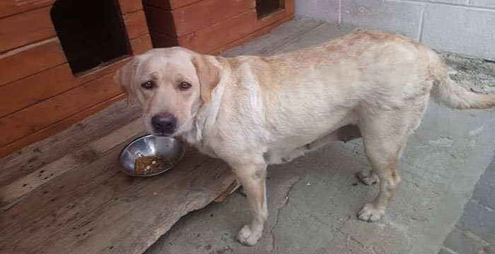 Znaleziona labradorka