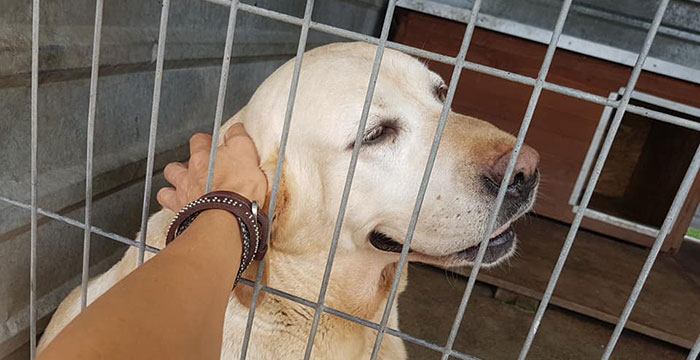 Labradorka do adopcji
