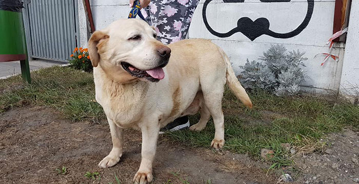 Labradorka do adopcji