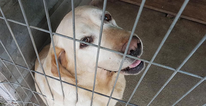 Labradorka do adopcji