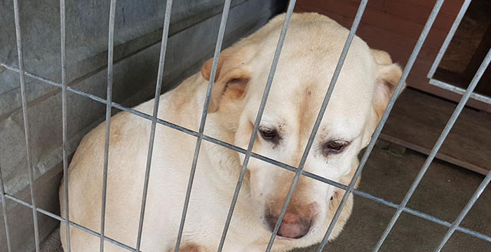 Labradorka do adopcji