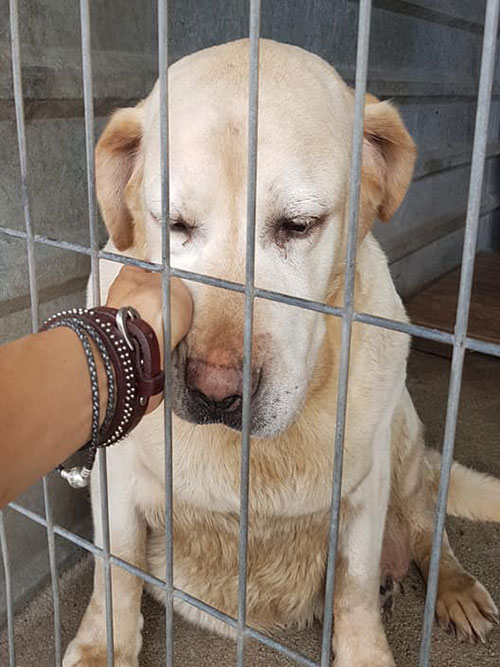 Labradorka do adopcji