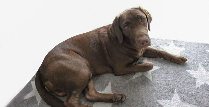 Ares, labrador do adopcji