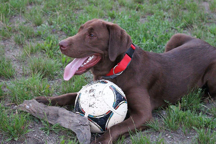 Ares, labrador do adopcji