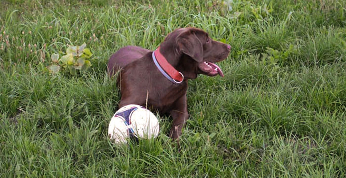 Ares, labrador do adopcji