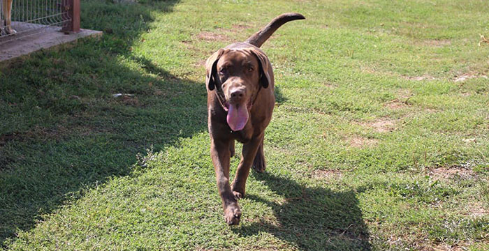 Ares, labrador do adopcji