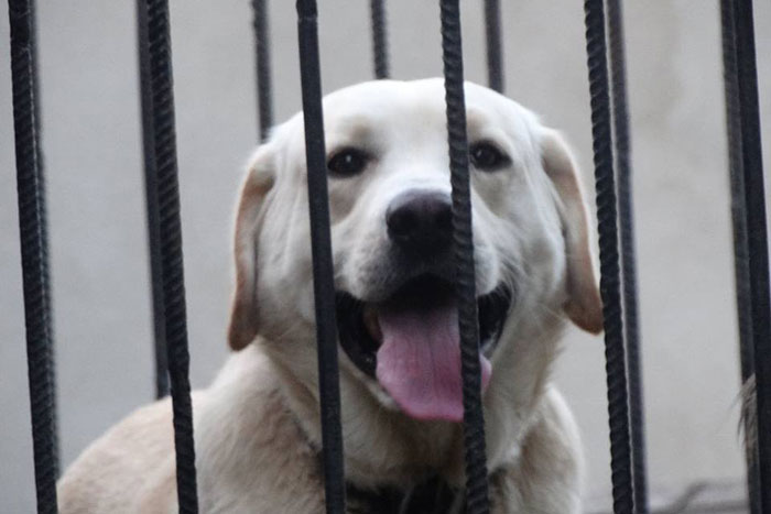 Biszkopt, labrador do adopcji