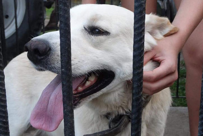 Biszkopt, labrador do adopcji